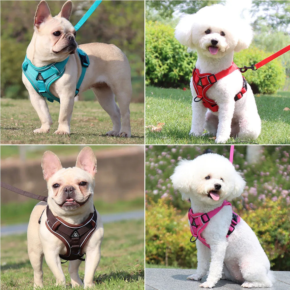 Harness And Leash Set