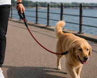 Reflective Dog Lead With Soft Padded Handle